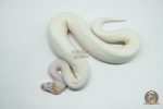 5166 1.0 PIEBALD BANANA PINTO