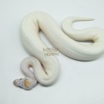 5166 1.0 PIEBALD BANANA PINTO