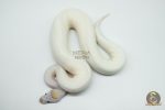 5166 1.0 PIEBALD BANANA PINTO - Image 2
