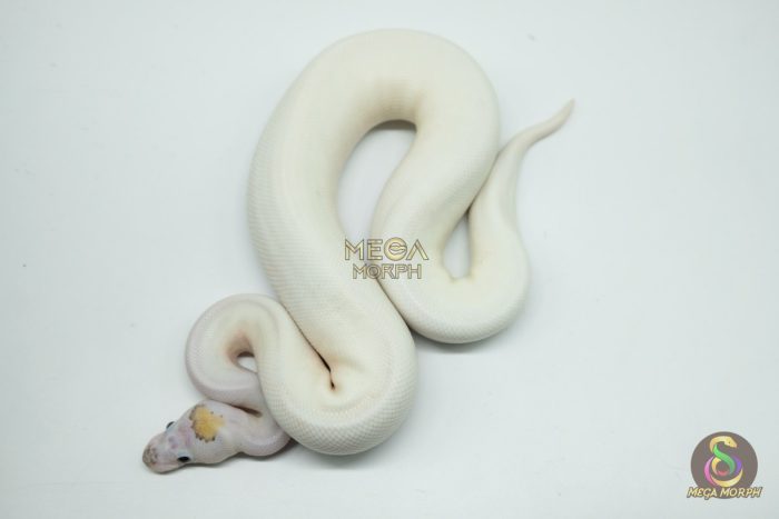 5166-3-1.jpg 5166 1.0 PIEBALD BANANA PINTO - Image 3