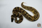 5172 0.1 PIEBALD ENCHI