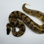 5172 0.1 PIEBALD ENCHI
