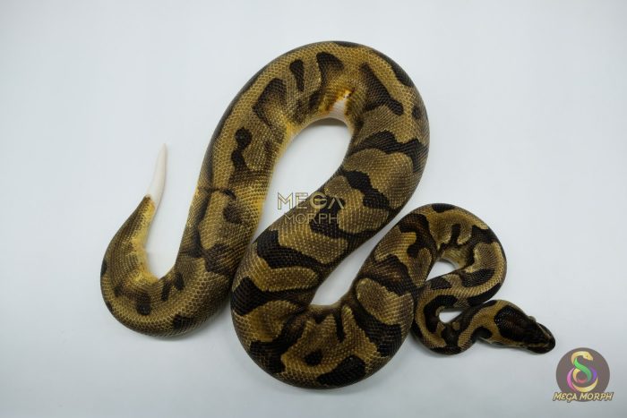 5172-3-1.jpg 5172 0.1 PIEBALD ENCHI - Image 3