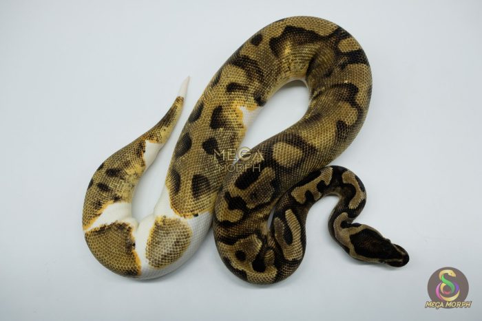 5173 0.1 PIEBALD ENCHI - Image 2