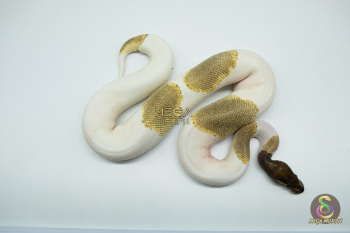 5174 1.0 PIEBALD ENCHI MOJAVE - Image 2