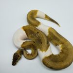 5175 1.0 PIEBALD ENCHI PINSTRIPE