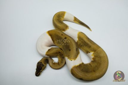 5175 1.0 PIEBALD ENCHI PINSTRIPE