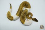 5175 1.0 PIEBALD ENCHI PINSTRIPE - Image 2
