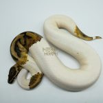 5177 0.1 PIEBALD HET ALBINO (Proven breeder)
