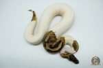 5177 0.1 PIEBALD HET ALBINO (Proven breeder) - Image 2