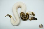 5177 0.1 PIEBALD HET ALBINO (Proven breeder) - Image 3