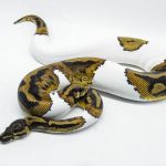 5179 0.1 PIEBALD HET CLOWN