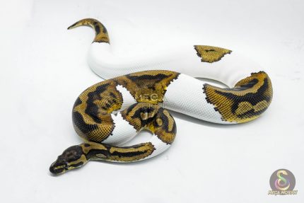 5179 0.1 PIEBALD HET CLOWN