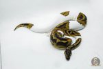 5179 0.1 PIEBALD HET CLOWN - Image 2