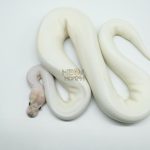 5181 0.1 PIEBALD IVORY