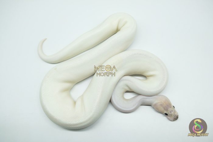5181-2-1.jpg 5181 0.1 PIEBALD IVORY - Image 2