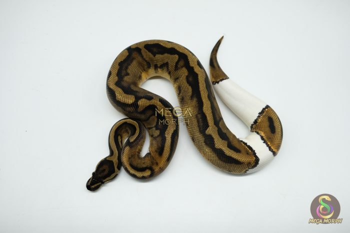 5184-1-1.jpg 5184 0.1 PIEBALD LOW WHITE - Image 1