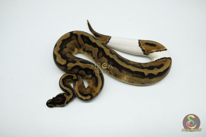 5184-2-1.jpg 5184 0.1 PIEBALD LOW WHITE - Image 2