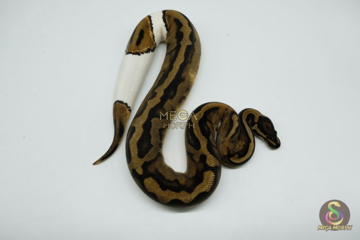 5184-3-1.jpg 5184 0.1 PIEBALD LOW WHITE - Image 3
