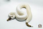 5188 1.0 PIEBALD PINTO