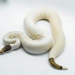 5188 1.0 PIEBALD PINTO