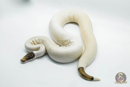 5188 1.0 PIEBALD PINTO