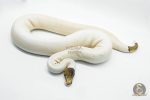 5188 1.0 PIEBALD PINTO - Image 2