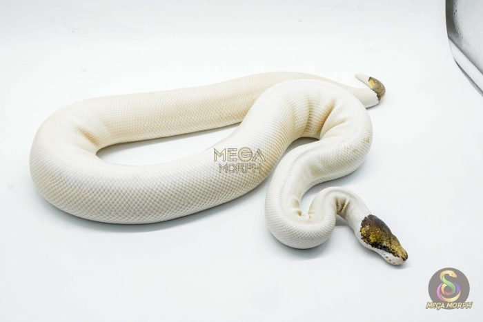 5188 1.0 PIEBALD PINTO - Image 3