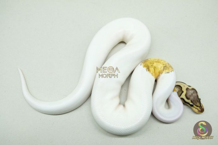 5190 1.0 PIEBALD SUPER PASTEL HET CLOWN - Image 2