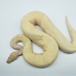 5192 0.1 SUPER BANANA HET PIEBALD