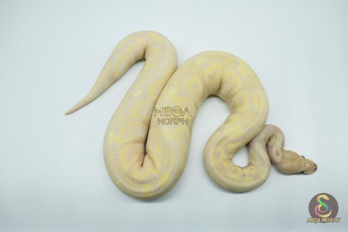 5192 0.1 SUPER BANANA HET PIEBALD - Image 2