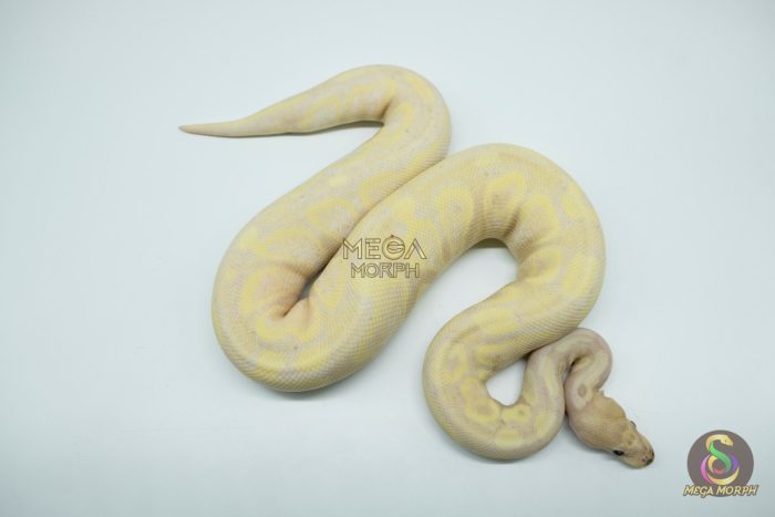 5192 0.1 SUPER BANANA HET PIEBALD - Image 3