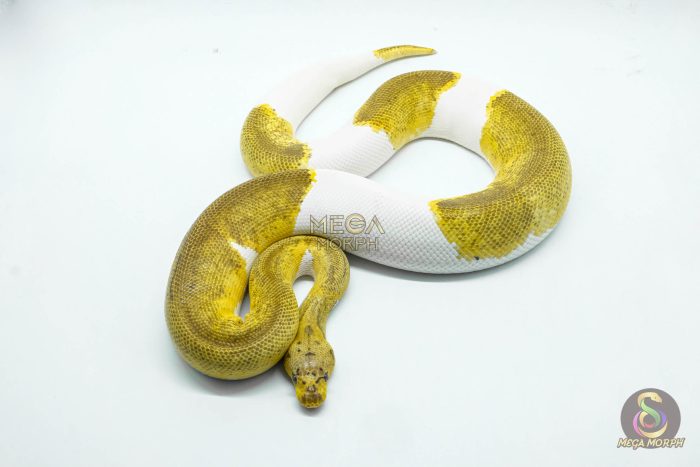 5193 1.0 CLOWN PIEBALD - Image 2