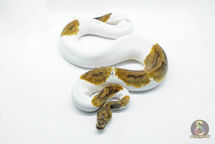 5194 1.0 CLOWN PIEBALD - Image 2