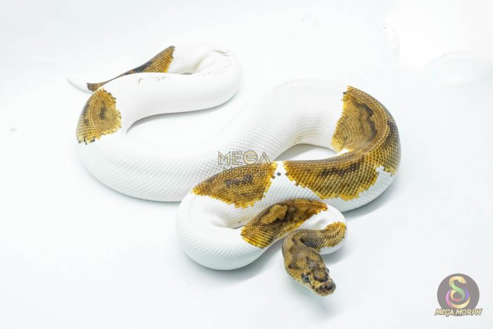 5194 1.0 CLOWN PIEBALD - Image 3