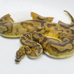 5195 0.1 CLOWN PIEBALD