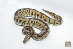 5206 1.0 SPOTNOSE CLOWN