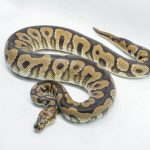 5206 1.0 SPOTNOSE CLOWN