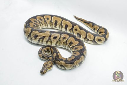 5206 1.0 SPOTNOSE CLOWN