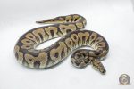 5206 1.0 SPOTNOSE CLOWN - Image 3