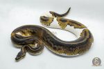 5211 0.1 YELLOW BELLY PIEBALD