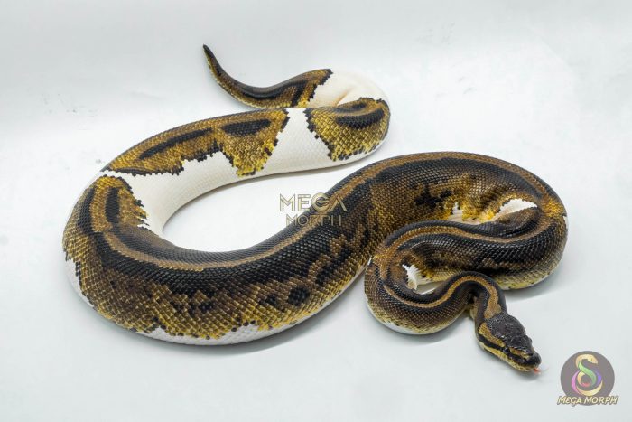 5211 0.1 YELLOW BELLY PIEBALD - Image 2