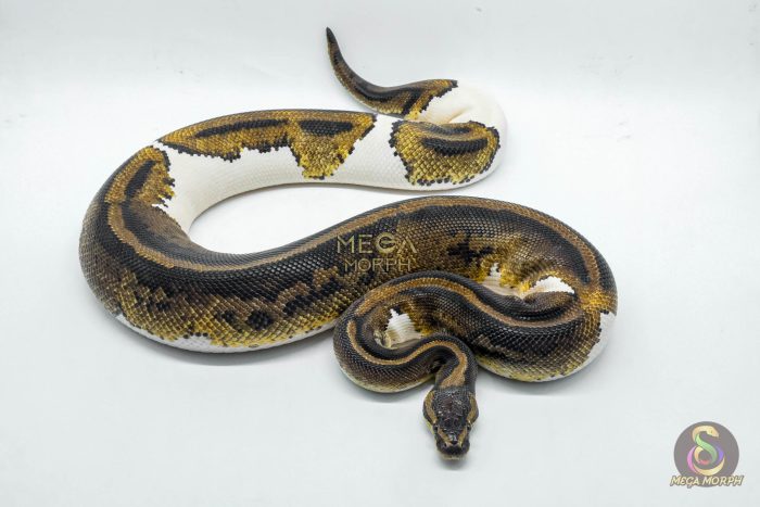 5211 0.1 YELLOW BELLY PIEBALD - Image 3