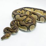 5213 1.0 BLACKHEAD CLOWN