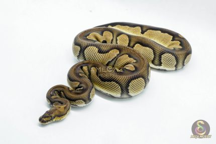 5213 1.0 BLACKHEAD CLOWN