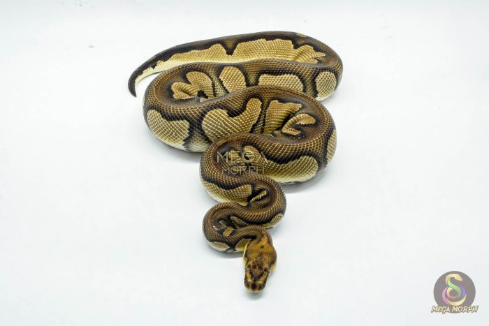 5213 1.0 BLACKHEAD CLOWN - Image 3