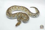 5226 0.1 CLOWN HET ALBINO