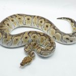 5226 0.1 CLOWN HET ALBINO
