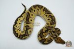 5226 0.1 CLOWN HET ALBINO - Image 2