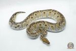 5226 0.1 CLOWN HET ALBINO - Image 3